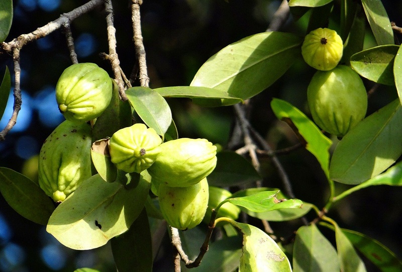 La garcinia cambogia per la perdita di peso